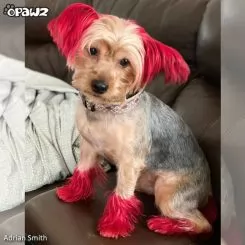 Фото Червона фарба для собак Opawz Dog Hair Dye Hot Red 150 мл - 5