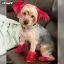 Все фото Красная краска для собак Opawz Dog Hair Dye Hot Red 150 мл - 5