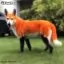 Все фото Оранжевая краска для собак Opawz Dog Hair Dye Ardent Orange 150 мл - 2