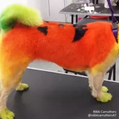 Фото Помаранчева фарба для собак Opawz Dog Hair Dye Ardent Orange 150 мл - 3