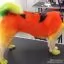 Все фото Оранжевая краска для собак Opawz Dog Hair Dye Ardent Orange 150 мл - 3