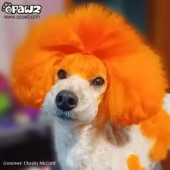 Фото Помаранчева фарба для собак Opawz Dog Hair Dye Ardent Orange 150 мл - 4