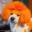 Оранжевая краска для собак Opawz Dog Hair Dye Ardent Orange 150 мл - 4
