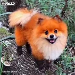 Фото Помаранчева фарба для собак Opawz Dog Hair Dye Ardent Orange 150 мл - 5
