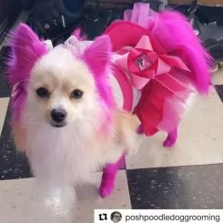 Фото Краска для шерсти Opawz Dog Hair Dye Adorable Pink 120 мл - 4