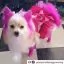 Сервис Розовая краска для собак Opawz Dog Hair Dye Adorable Pink 150 мл. - 4