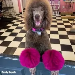 Фото Рожева фарба для собак Opawz Dog Hair Dye Adorable Pink 150 мл. - 5