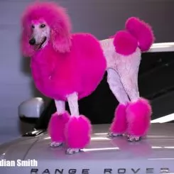 Фото Рожева фарба для собак Opawz Dog Hair Dye Adorable Pink 150 мл. - 6