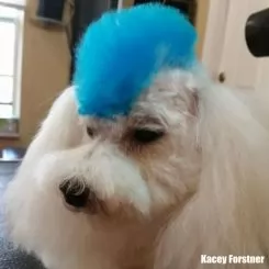 Фото Блакитна фарба для собак Opawz Dog Hair Dye Innocent Blue 150 мл. - 4