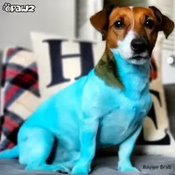 Фото Блакитна фарба для собак Opawz Dog Hair Dye Innocent Blue 150 мл. - 6