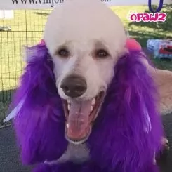 Фото Фиолетова фарба для собак Opawz Dog Hair Dye Mystiс Purple 150 мл. - 2