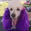 Фиолетова фарба для собак Opawz Dog Hair Dye Mystiс Purple 150 мл. - 2