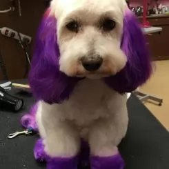 Фото Фиолетова фарба для собак Opawz Dog Hair Dye Mystiс Purple 150 мл. - 3
