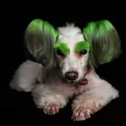 Фото Зелена фарба для собак Opawz Dog Hair Dye Profound Green 150 мл. - 2