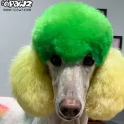 Фото Зелена фарба для собак Opawz Dog Hair Dye Profound Green 150 мл. - 4