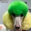 Все фото Зеленая краска для собак Opawz Dog Hair Dye Profound Green 150 мл. - 4