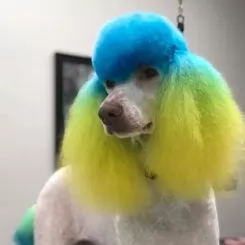 Фото Краска для шерсти Opawz Dog Hair Dye Tender Green 120 мл - 2