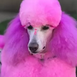 Фото Світло-рожева фарба для собак Opawz Dog Hair Dye Chram Pink 150 мл - 2
