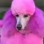 Відгуки на Світло-рожева фарба для собак Opawz Dog Hair Dye Chram Pink 150 мл - 2