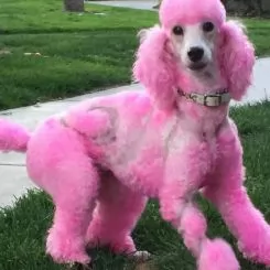 Фото Світло-рожева фарба для собак Opawz Dog Hair Dye Chram Pink 150 мл - 3