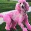 Сервіс Світло-рожева фарба для собак Opawz Dog Hair Dye Chram Pink 150 мл - 3