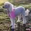 Світло-рожева фарба для собак Opawz Dog Hair Dye Chram Pink 150 мл - 5