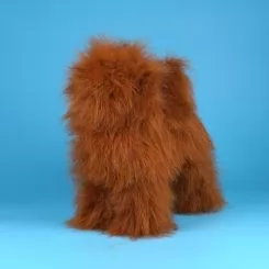Фото Перука для тіла манекена собаки MD01 - коричневий Той-пудель - 1