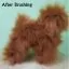 Фото Перука для тіла манекена собаки MD01 - коричневий Той-пудель - 2