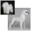 Навчальний манекен собаки Бішон Opawz BMD-01 - 2