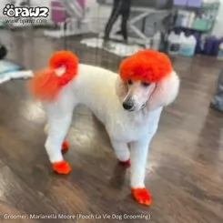 Фото Краска для животных Opawz Dog Hair Dye Flame Orange 150 мл. - 3