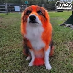Фото Краска для животных Opawz Dog Hair Dye Flame Orange 150 мл. - 4