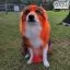 Все фото Краска для собак Opawz Dog Hair Dye Flame Orange 150 мл. - 4