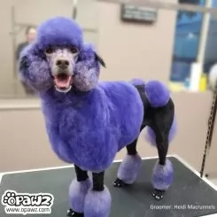 Фото Краска для шерсти Dog Hair Dye Indigo Purple 150 мл. - 5