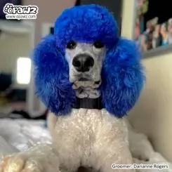 Фото Краска для шерсти Dog Hair Dye Cobalt Blue 150 мл. - 2