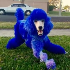 Фото Фарба для собак Dog Hair Dye Cobalt Blue 150 мл. - 3
