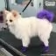 Краска для собак Opawz Dog Hair Dye Chic Violet 117 гр. - 4
