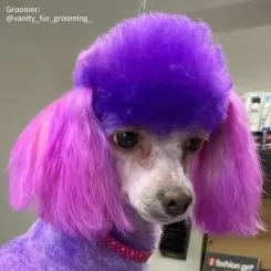 Фото Фарба для шерсті Opawz Dog Hair Dye Chic Violet 117 грн. - 5