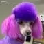 Фото Фарба для собак Dog Hair Dye Chic Violet Opawz 117 гр. - 5