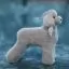 Парик для тела манекена собаки MD03 - серый Teddy Bear - 2
