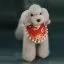 Парик для тела манекена собаки MD03 - серый Teddy Bear - 4