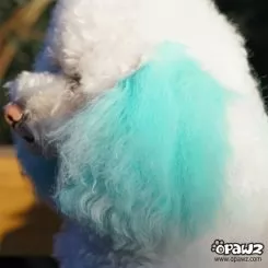 Фото Крейда для шерсті Opawz Pet Hair Chalk Turquoise 4 гр. - 3