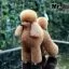 Сервіс Шерсть всього тіла для манекена Mr Jiang Toy Poodle Model Brown - 2