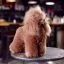 Сервіс Шерсть всього тіла для манекена Mr Jiang Toy Poodle Model Brown - 4