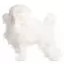 Все фото Шерсть всего тела для манекена Mr Jiang Poodle Model Extra Long White - 5